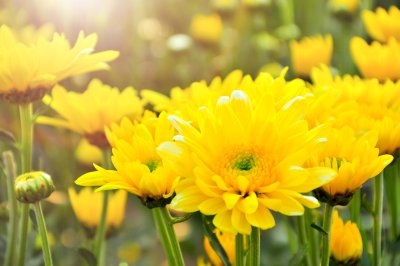 chrysanthemegelb_1.jpeg chrysanthemegelb_1.jpeg